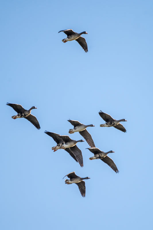 Do Cameras Flare Birds?