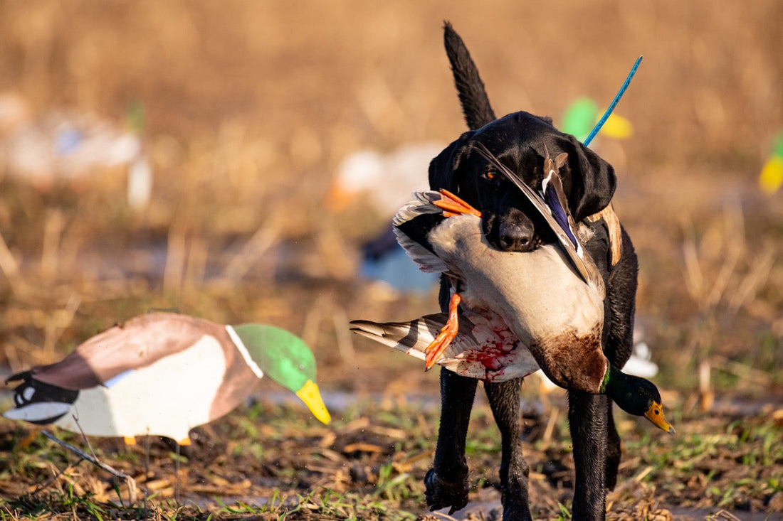 Dogs Will Always Have a Special Place