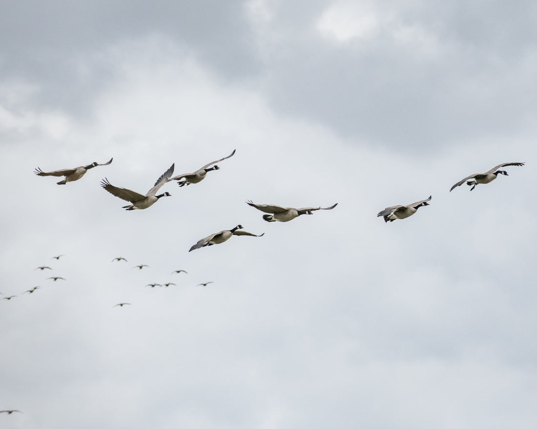 Honkers