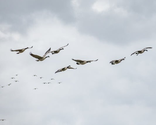 Honkers